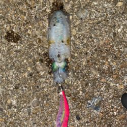 とれとれ裏でエギング