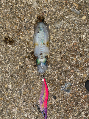 とれとれ裏でエギング