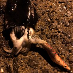 のんびりコウイカエギング