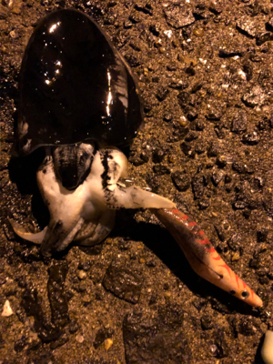 のんびりコウイカエギング