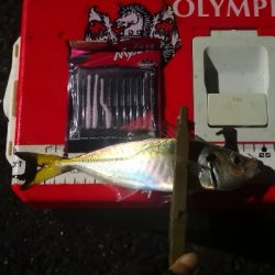 アジング練習 205