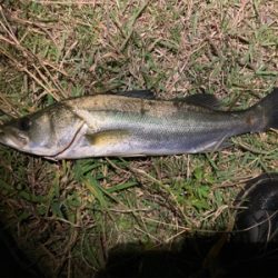 スミス(サラナ80f)でシーバスフィッシング