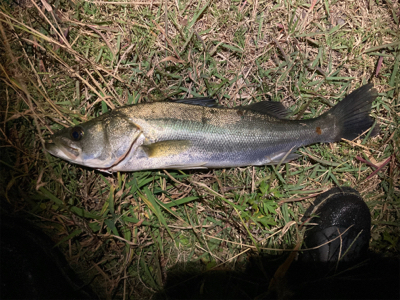 スミス（サラナ80f）でシーバスフィッシン…