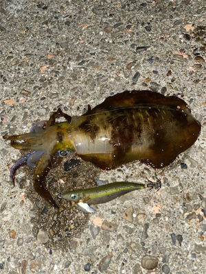 いいサイズになってきた♪