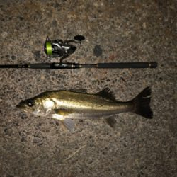 久々のシーバス