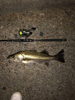 久々のシーバス