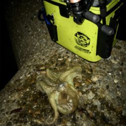 エギングなのに…タコングσ(^_^;)