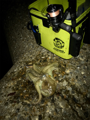 エギングなのに…タコングσ(^_^;)