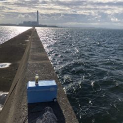 サゴ氏でございます