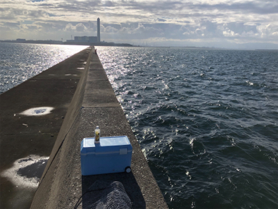 サゴ氏でございます