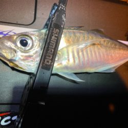 大潮干潮　月明かり　アジにそんなの関係ない