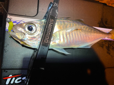 大潮干潮　月明かり　アジにそんなの関係ない