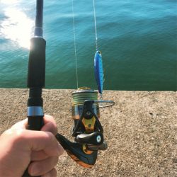 ハマチはどこいったん？