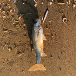 サーフシーバス