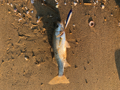 サーフシーバス