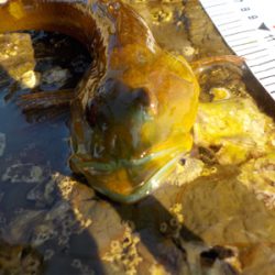 くちびる真っ青。アナハゼです！