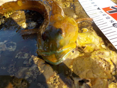 くちびる真っ青。アナハゼです！