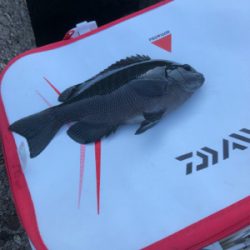 テトラでウキ釣り