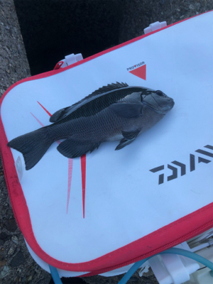 テトラでウキ釣り