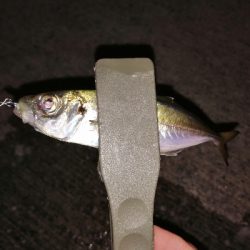 今年のアジング