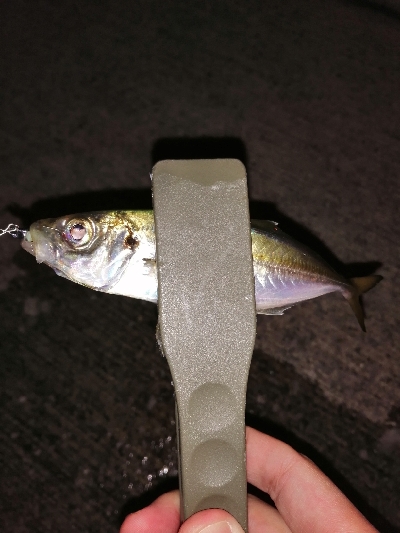 今年のアジング