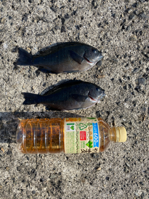 秋のファミリーフィッシング