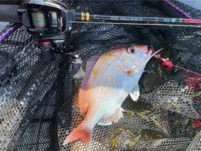 マイボートでタイラバ &ジギング&サビキ