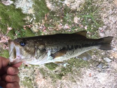 久々のベイトタックル