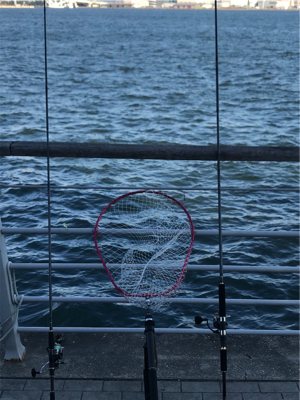 今日もアジのみ。