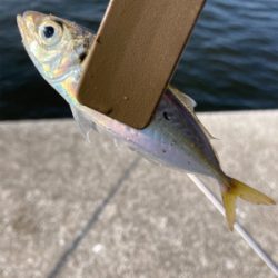 久々のサビキ釣りで爆釣！