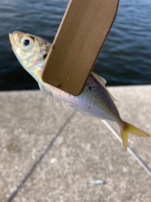 久々のサビキ釣りで爆釣！