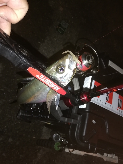 アジング　合わせ復習