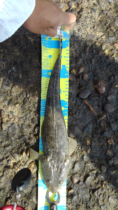 やっと海回復？