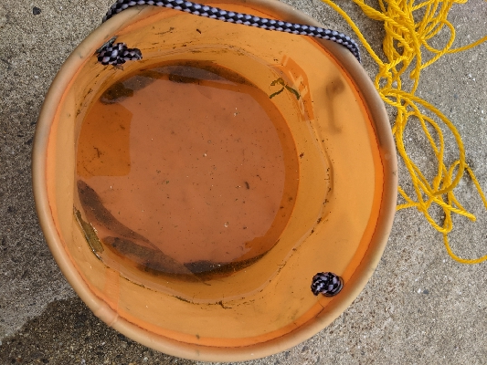 ハゼ釣りました