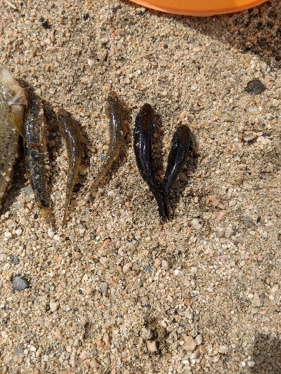 ハゼ釣りました