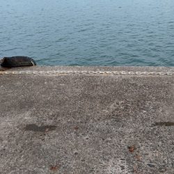 カマスシーズンのはじまり