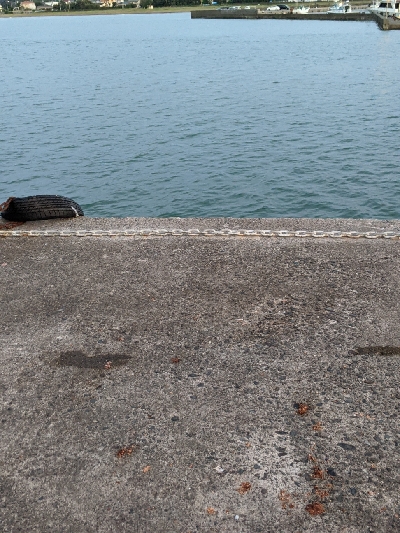 カマスシーズンのはじまり