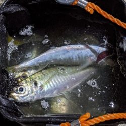 ナイトアジング