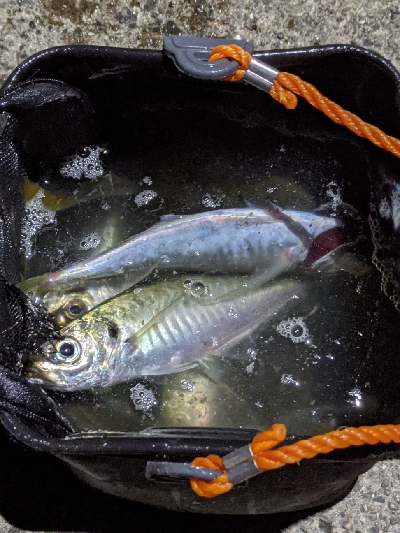 ナイトアジング