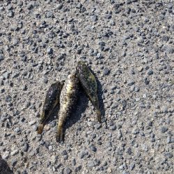 いろんな種類の魚釣りました