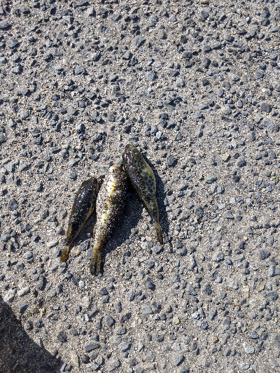 いろんな種類の魚釣りました