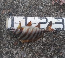 10/4釣果タカノハダイ尺アジ尺イサキチヌヘダイ