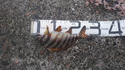 10/4釣果タカノハダイ尺アジ尺イサキチヌヘダイ