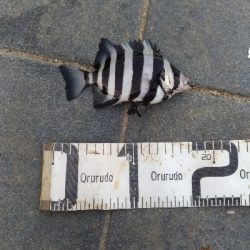 10/6釣果タチウオサンバソウ