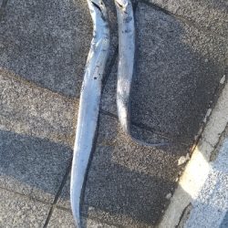 10/11釣果タチウオ入れ食いでした！