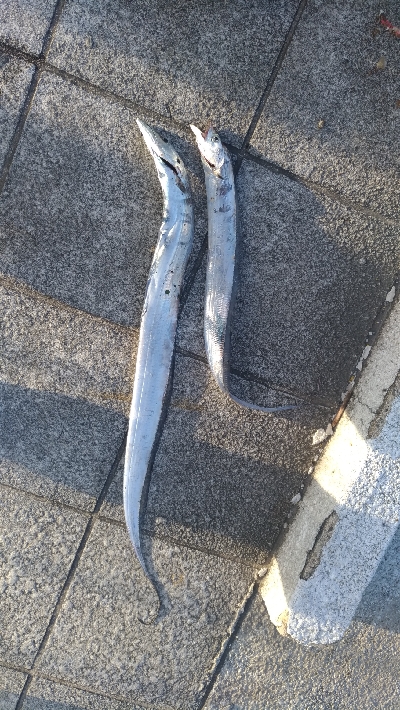 10/11釣果タチウオ入れ食いでした！