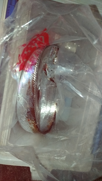 10/13釣果タチウオ釣れたー