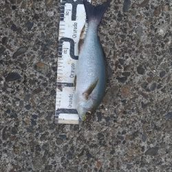 10/18釣果尺イサギ尺アジチヌソウダガツオグレ