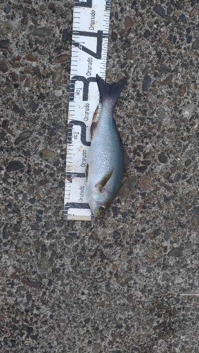 10/18釣果尺イサギ尺アジチヌソウダガツオグレ