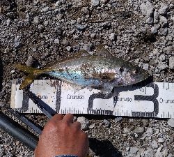 10/25釣果尺アジタチウオチヌグレサバ